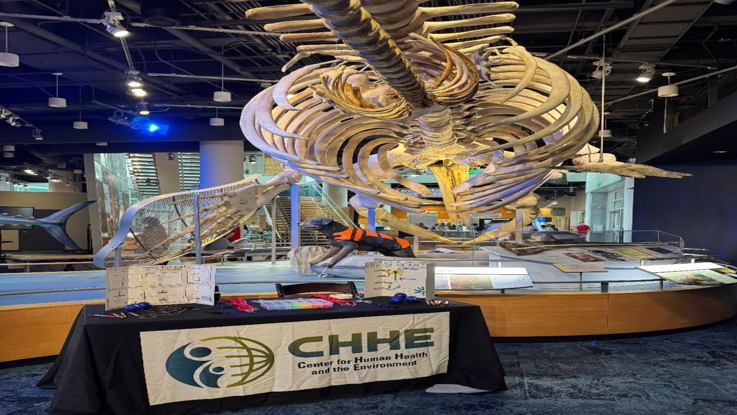 Annual Brain night. A Dinosaur Fossil sits in the background behind a CHHE Table